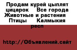 Продам курей цыплят,цицарок. - Все города Животные и растения » Птицы   . Калмыкия респ.